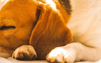 Köpekler Neden Kapı Önünde Uyur?