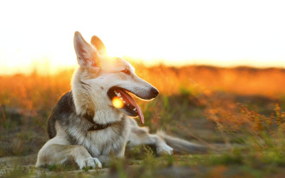 Köpekler Neden Ulur?