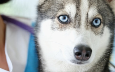 Köpeklerin Kulakları Neden Kesilir?