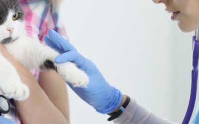 Kedinin Ateşi Nasıl Anlaşılır ve Düşürülür?