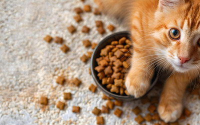 Kediler Günde Kaç gr Mama Yer?