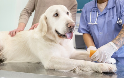 Köpekler Neden Kaşınır?
