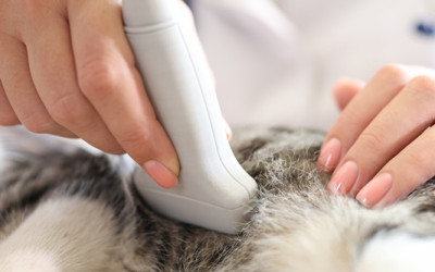 Kedilerde Gebelik ve Doğum